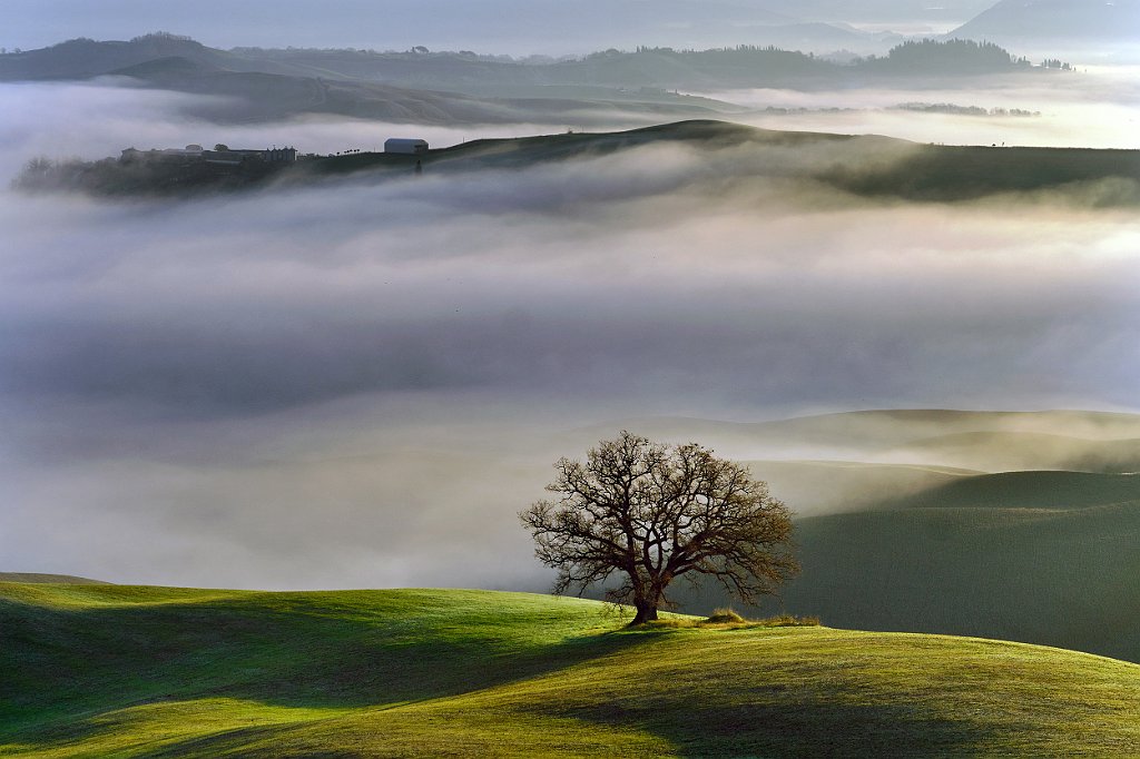 SEGNALATA Magini Azelio L'ALBERO.jpg